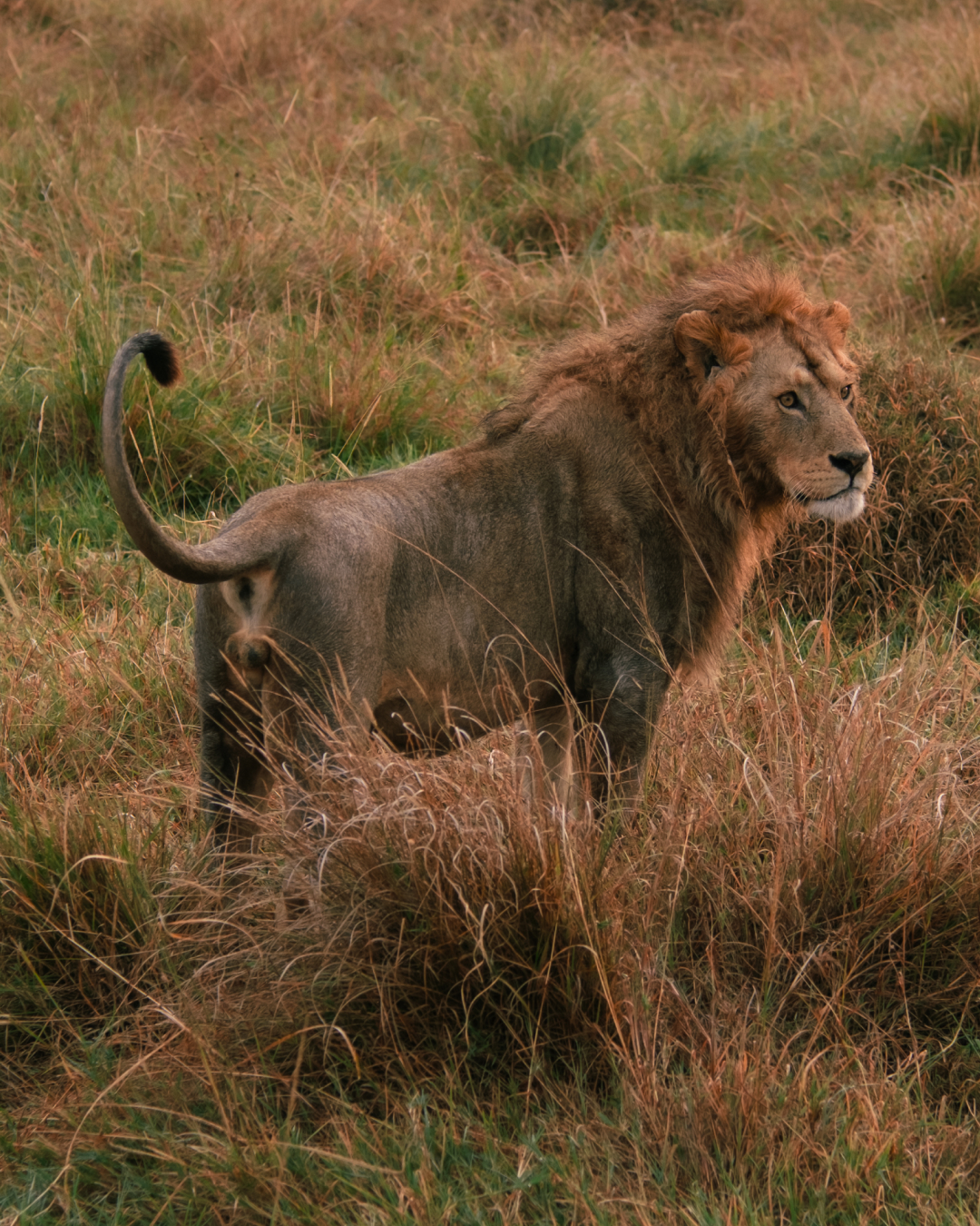 Lion standing in tall grass